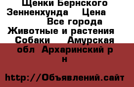 Щенки Бернского Зенненхунда  › Цена ­ 40 000 - Все города Животные и растения » Собаки   . Амурская обл.,Архаринский р-н